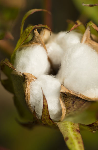 cotton-plant-with-seed-capsule-open-PARV934
