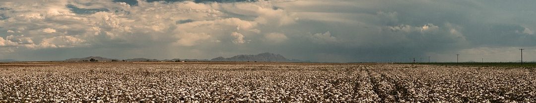 arizona-cotton-panorama