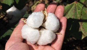 Cotton Cooperative